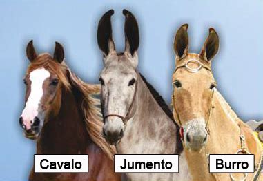 filhote de jumenta com cavalo|Entenda a diferença entre cavalo, jumento, burro,。